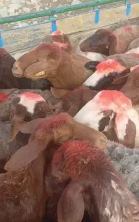 میش