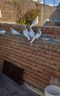 تعدادی کبوتر موشی باش