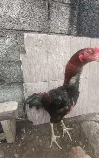 خروس لاری