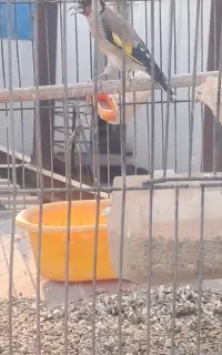 فروش سهره