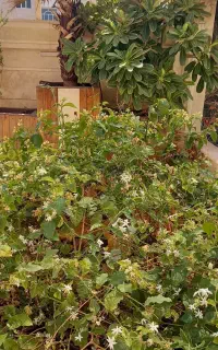 خدمات باغبانی و دکوراسیون،نصب چمن مصنوعی