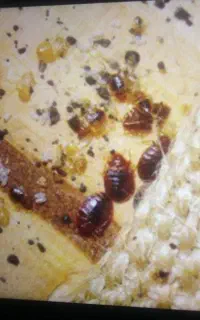 سمپاشی سوسک ساس سم پاشی کنه موریانه موش عقرب