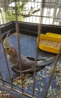 گمشده