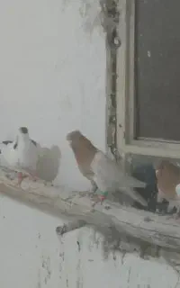 یک جفت کله زرد. ساده افشون خال دم سیاه سبز.. گراف