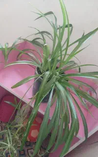گل شنی درحدنو