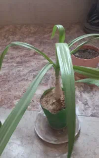 گل سوسن