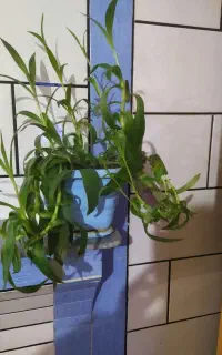 گل وگیاه