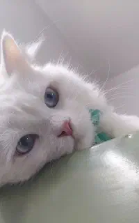 گربه
