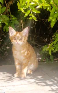 گربه خانگی فروشی