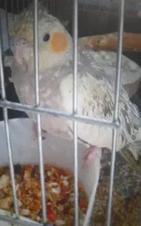 عروس هلندی گمشده