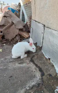 خرگوش سفید