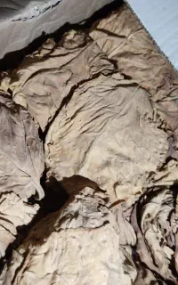 برگ زرد