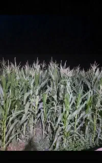 ۱۵‌هکتار‌‌ذرت‌علوفه‌‌درجه‌یک‌‌‌صحرای‌شاپوراباد‌