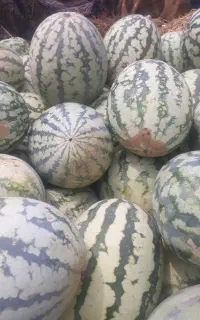 یک نیسان هندوانه گاوی