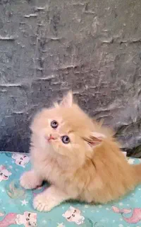 نگهداری گربه های کوچک