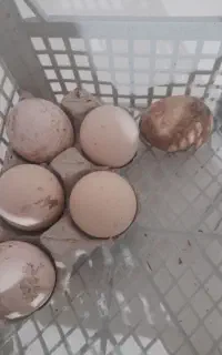 تخم لاری نطفه دار