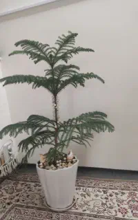 کاج مطبق