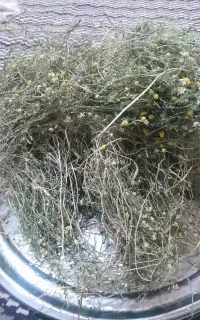 باوینه با چوب
