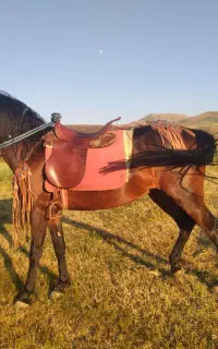 مادیان
