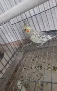 ماده مرواریدی