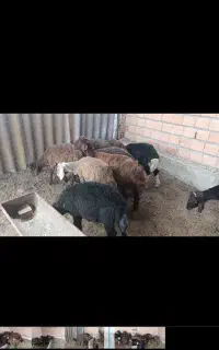 گوسفند پرواری  جنس عالی