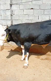 گوساله فروش