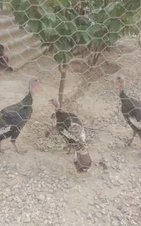 چهار عدد بوقلمون