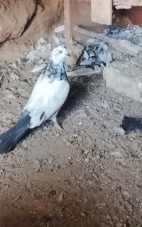 کبوتر فروشی همه رقم