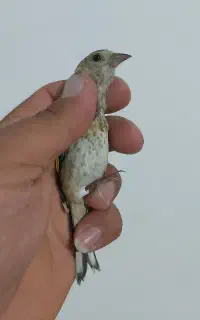 جوجه سهره کال زیک