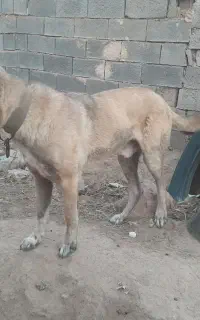 سگ سرابی