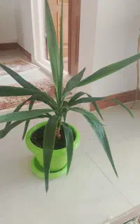 گل طبیعی