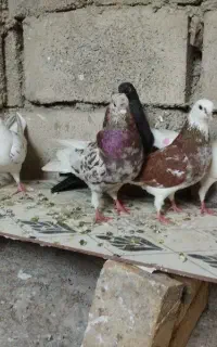 پنج کبوتر