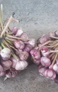 فروش سیر شیرین ییلاق