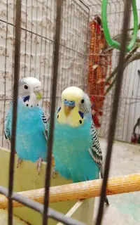 پرنده مرغ عشق