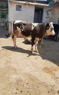 گوساله نر بهترین جنس