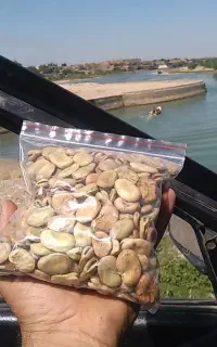 باقله زودرس خارجی ۱۵۰تومن