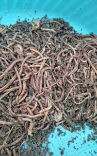 کرم خاکی بهترین طعمه ماهیگیری