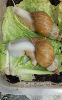 حلزون