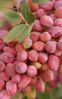 خرید و فروش پسته کال و رسیده