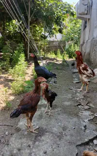 تخم مرغ لاری اصل