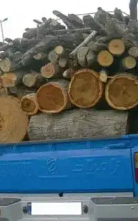 برش و قطع درختان