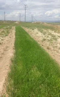 نهال نشا پیاز
