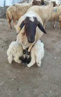 میش