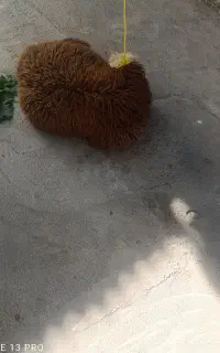 قصاب