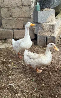اردک ماده