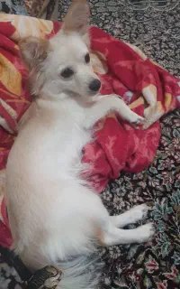 سگ پامر
