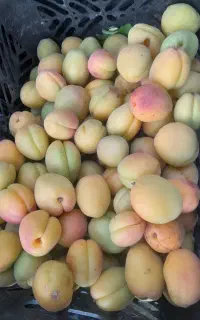 عسکراباد