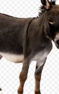 حیوان خر گله