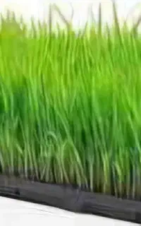 بذر نشای برنج طارم بینام