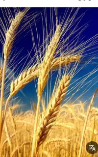 گندم برداشت دیروز
